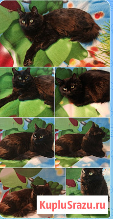 Ночка (старшая) Санкт-Петербург - изображение 1