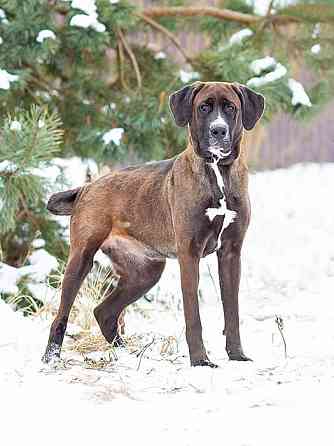 Красавица Лада, молодая добрая семейная собака ищет дом Москва