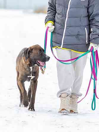 Красавица Лада, молодая добрая семейная собака ищет дом Москва