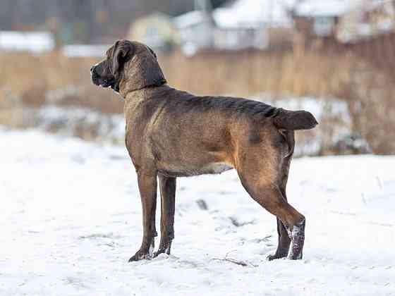 Красавица Лада, молодая добрая семейная собака ищет дом Москва