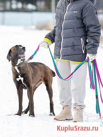 Красавица Лада, молодая добрая семейная собака ищет дом Москва - изображение 4