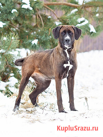 Красавица Лада, молодая добрая семейная собака ищет дом Москва - изображение 1