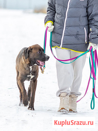 Красавица Лада, молодая добрая семейная собака ищет дом Москва - изображение 2