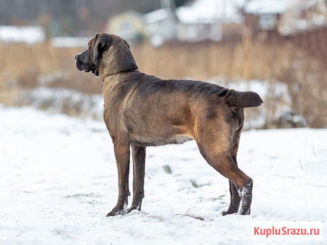 Красавица Лада, молодая добрая семейная собака ищет дом Москва - изображение 3