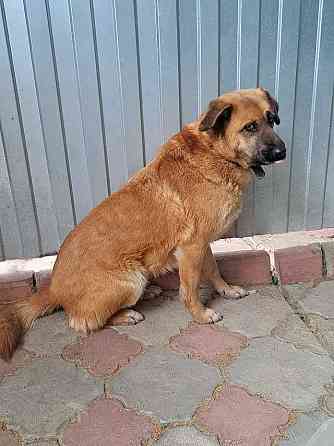 Некрупный солнечный пес Айк ищет дом Москва