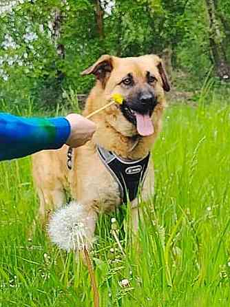 Некрупный солнечный пес Айк ищет дом Москва