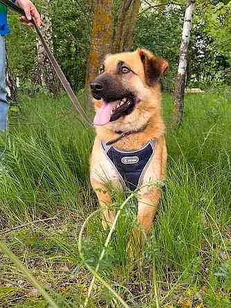 Некрупный солнечный пес Айк ищет дом Москва