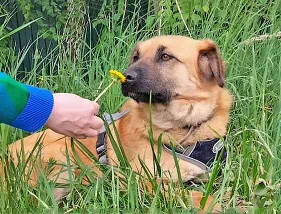 Некрупный солнечный пес Айк ищет дом Москва