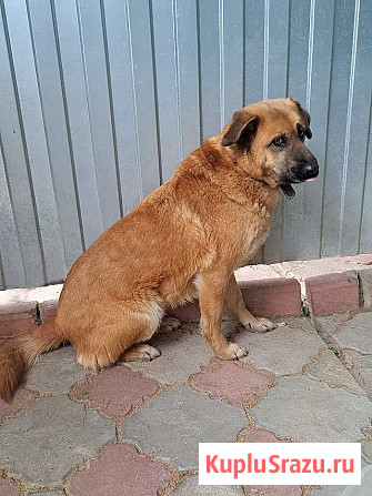 Некрупный солнечный пес Айк ищет дом Москва - изображение 4