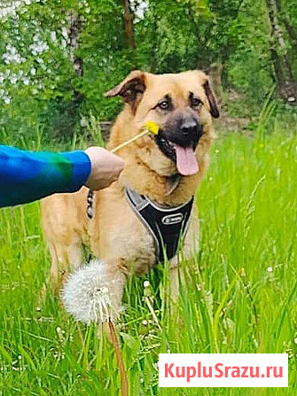 Некрупный солнечный пес Айк ищет дом Москва - изображение 2