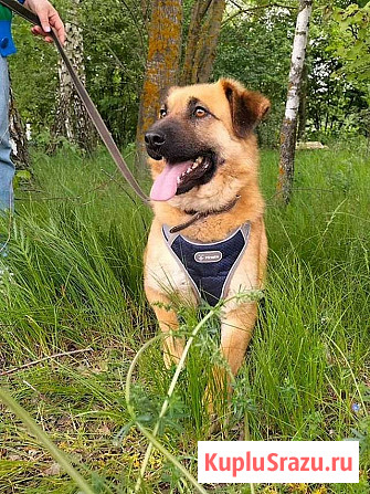 Некрупный солнечный пес Айк ищет дом Москва - изображение 1