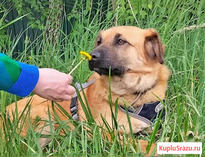 Некрупный солнечный пес Айк ищет дом Москва - изображение 3