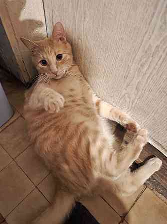 Рыженькое солнышко Санчо, молодой котик ищет дом Москва