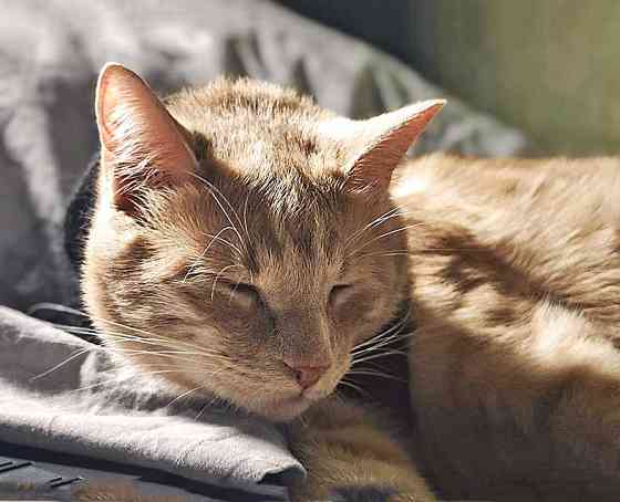 Рыженькое солнышко Санчо, молодой котик ищет дом Москва