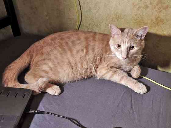 Рыженькое солнышко Санчо, молодой котик ищет дом Москва