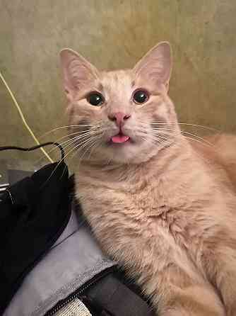 Рыженькое солнышко Санчо, молодой котик ищет дом Москва