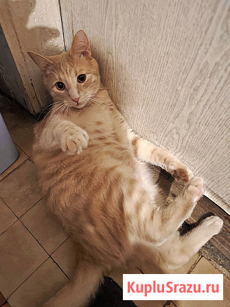 Рыженькое солнышко Санчо, молодой котик ищет дом Москва - изображение 4