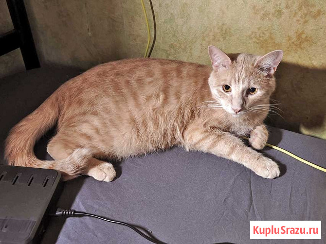 Рыженькое солнышко Санчо, молодой котик ищет дом Москва - изображение 1