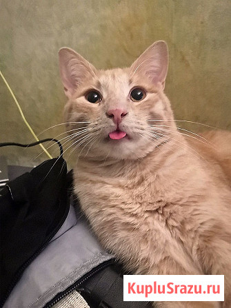 Рыженькое солнышко Санчо, молодой котик ищет дом Москва - изображение 2