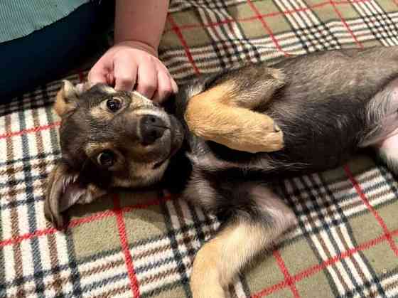 Веселый, ласковый щенок Мартин ищет дом Москва