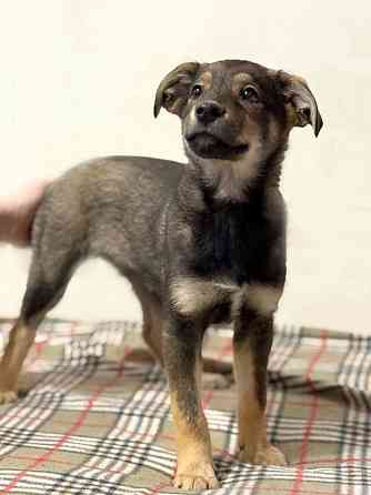 Веселый, ласковый щенок Мартин ищет дом Москва