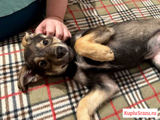 Веселый, ласковый щенок Мартин ищет дом Москва - изображение 4