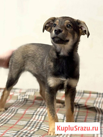 Веселый, ласковый щенок Мартин ищет дом Москва - изображение 2