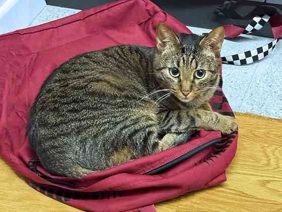 Ищет дом кот, который умеет любить Москва