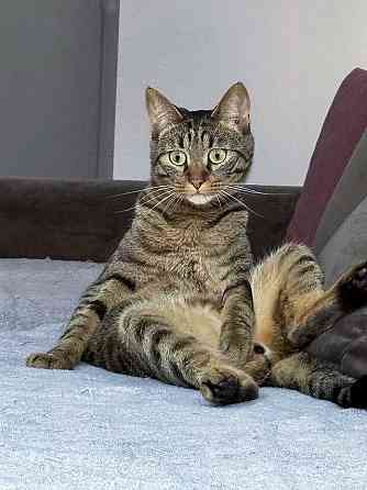 Ищет дом кот, который умеет любить Москва