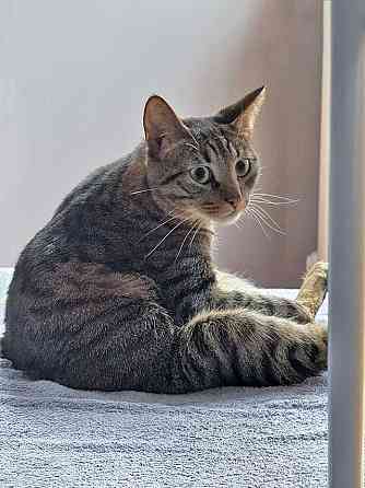 Ищет дом кот, который умеет любить Москва