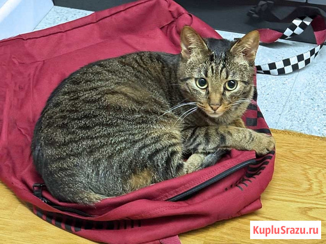 Ищет дом кот, который умеет любить Москва - изображение 2