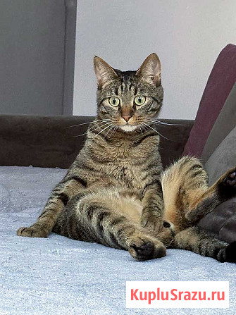 Ищет дом кот, который умеет любить Москва - изображение 1