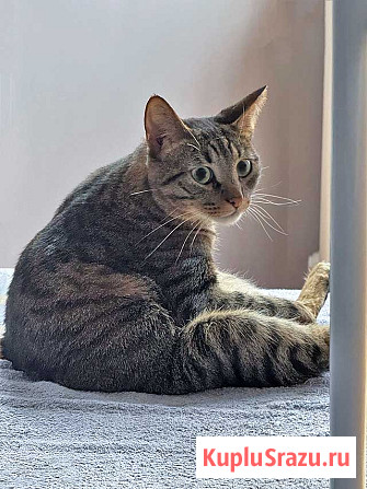 Ищет дом кот, который умеет любить Москва - изображение 3