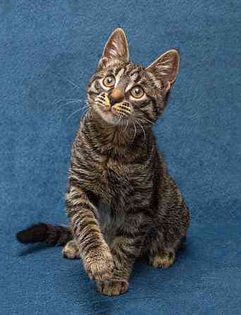 Ласковый и нежный малыш Тигрик ищет дом и любящее сердце Москва