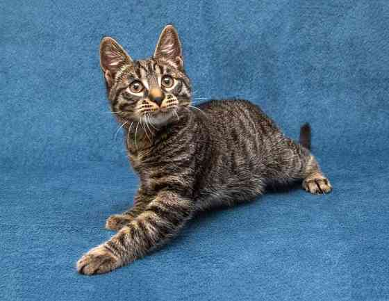 Ласковый и нежный малыш Тигрик ищет дом и любящее сердце Москва