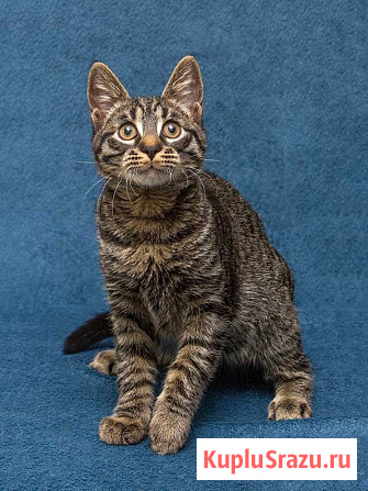 Ласковый и нежный малыш Тигрик ищет дом и любящее сердце Москва - изображение 2