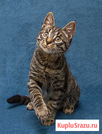 Ласковый и нежный малыш Тигрик ищет дом и любящее сердце Москва - изображение 1