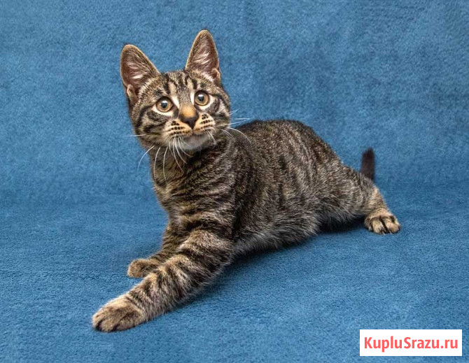 Ласковый и нежный малыш Тигрик ищет дом и любящее сердце Москва - изображение 3