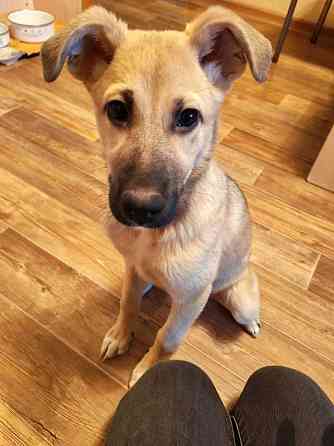 Люся, щенок, который очень хочет быть чьей-то Липецк