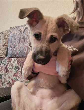 Люся, щенок, который очень хочет быть чьей-то Липецк