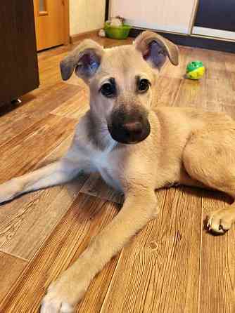 Люся, щенок, который очень хочет быть чьей-то Липецк