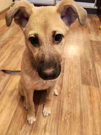 Люся, щенок, который очень хочет быть чьей-то Липецк