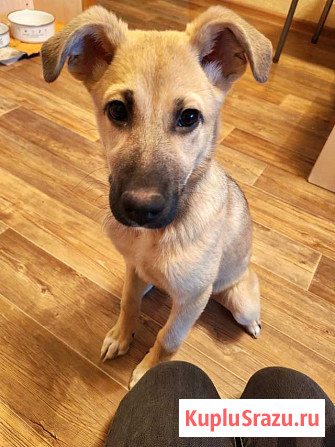 Люся, щенок, который очень хочет быть чьей-то Липецк - изображение 1