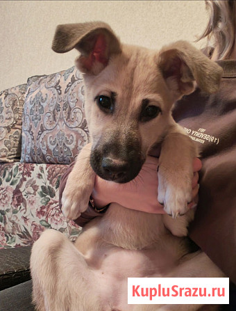 Люся, щенок, который очень хочет быть чьей-то Липецк - изображение 3