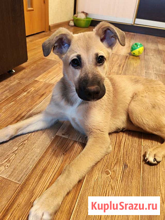 Люся, щенок, который очень хочет быть чьей-то Липецк - изображение 2