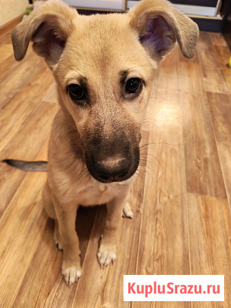 Люся, щенок, который очень хочет быть чьей-то Липецк - изображение 4