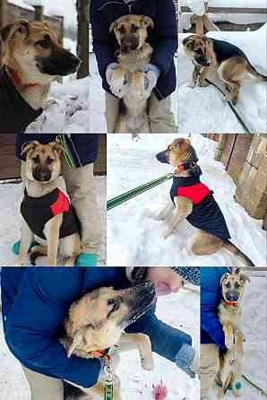 Щенки от овчарки даром Москва