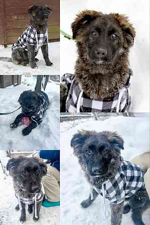 Щенки от овчарки даром Москва