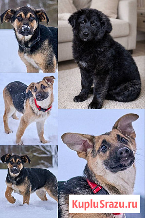Щенки от овчарки даром Москва - изображение 1