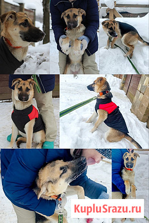 Щенки от овчарки даром Москва - изображение 3